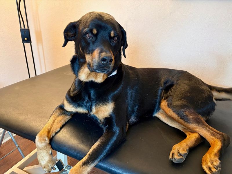 Therapiesession Dobermann