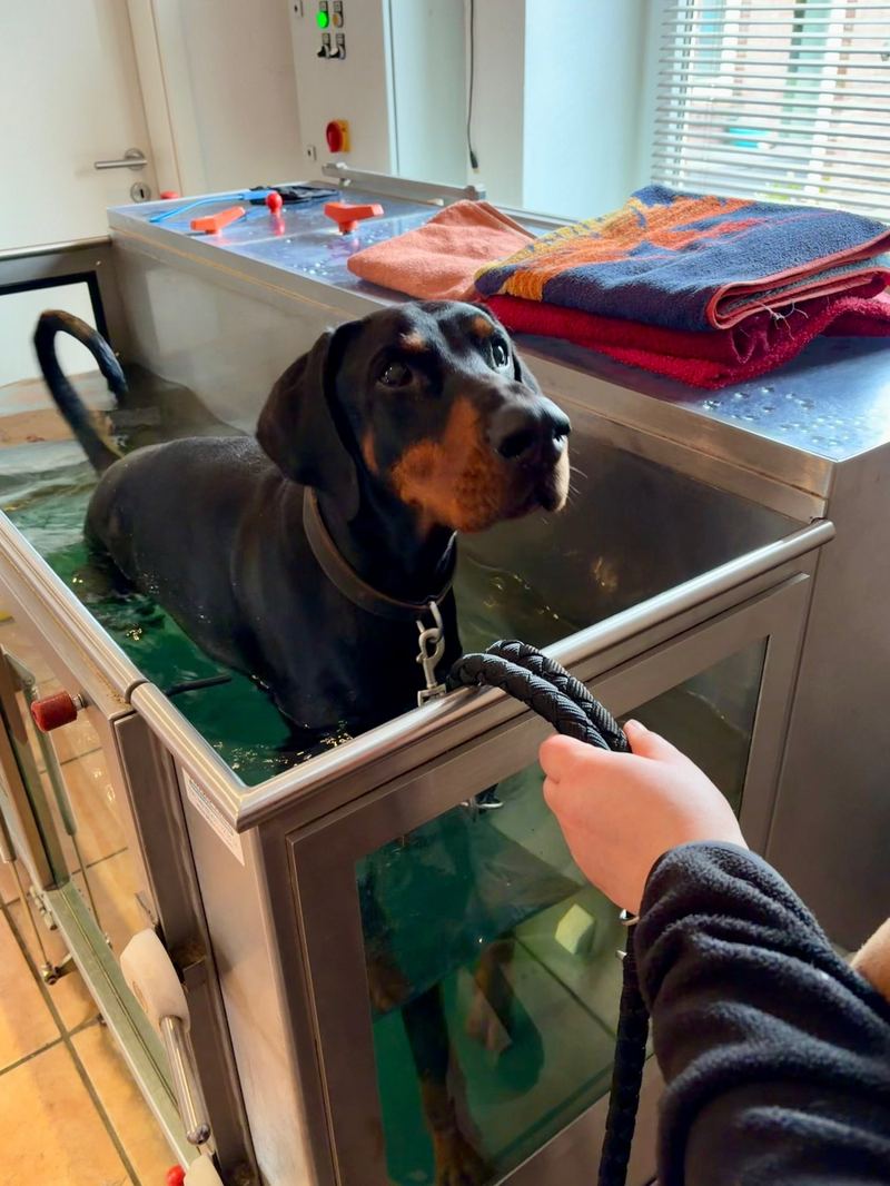 Dobermann im Wasserlaufband bei Hunde Reha Nord