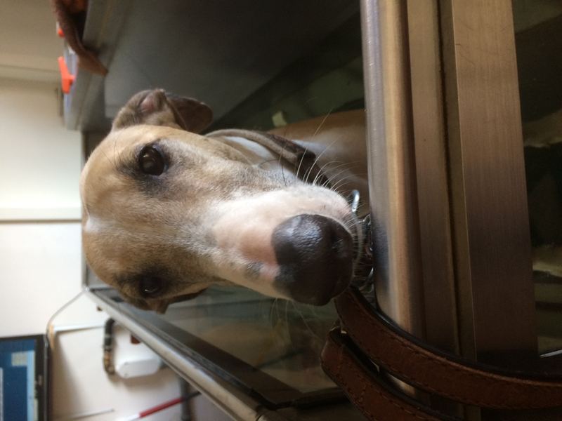 Golden Retriever bei der Physiotherapie