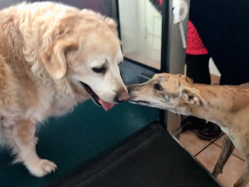 Zwei Hunde in der Tierphysiotherapie Neumünster