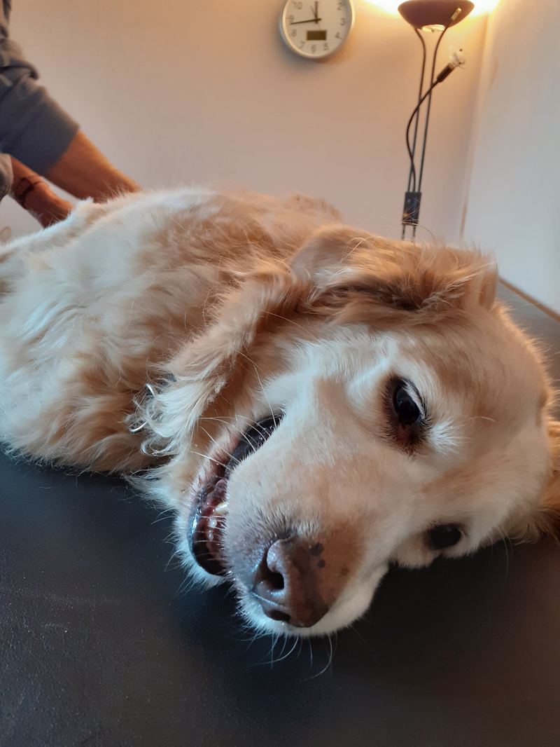 Hund auf der Behandlungsliege