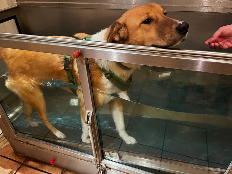 Hund im Aquatraining auf dem Wasserlaufband