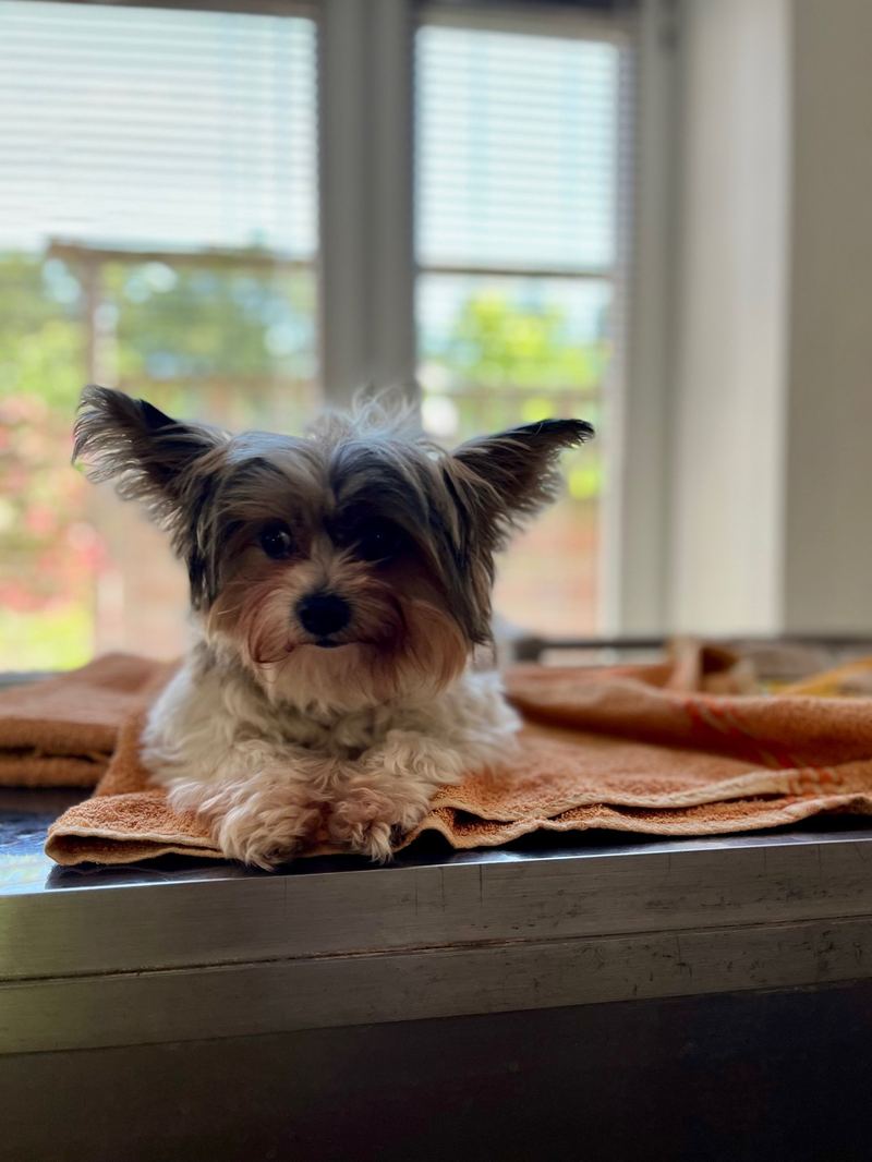 Kleiner Hund auf dem Behandlungstisch