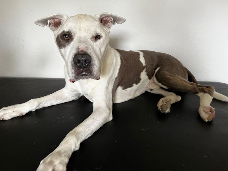 Hund bei der Behandlung