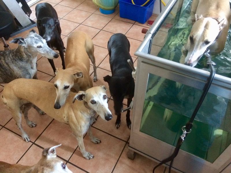 Windhunde in der Praxis Hunde Reha Nord